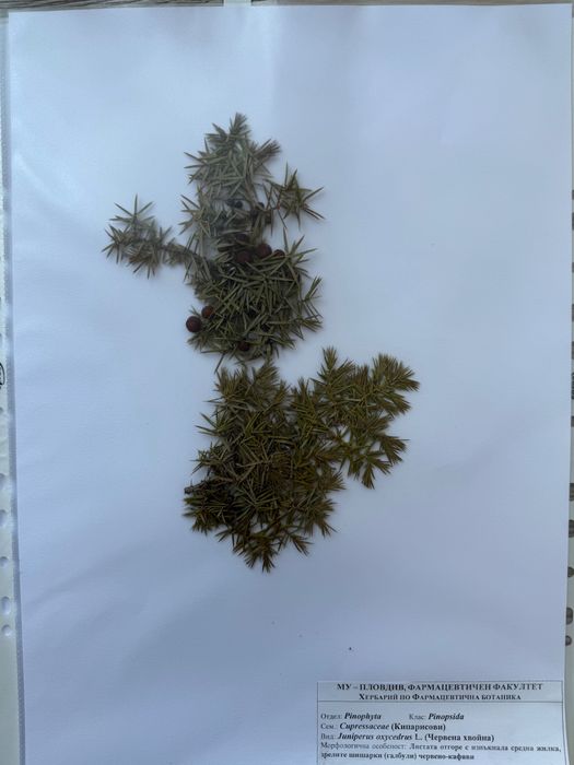 Хербарий за МУ - Пловдив