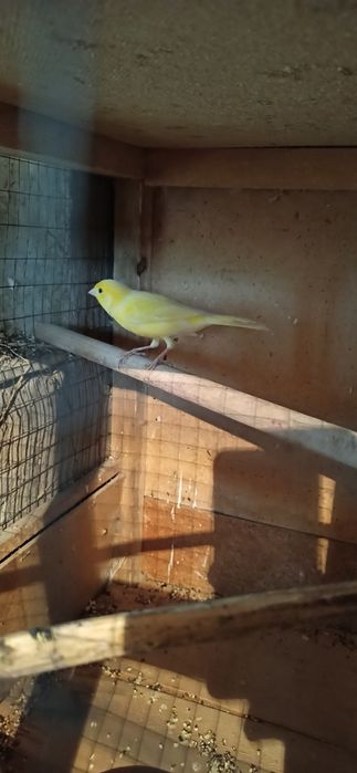 Кенора  лимонный  марковные