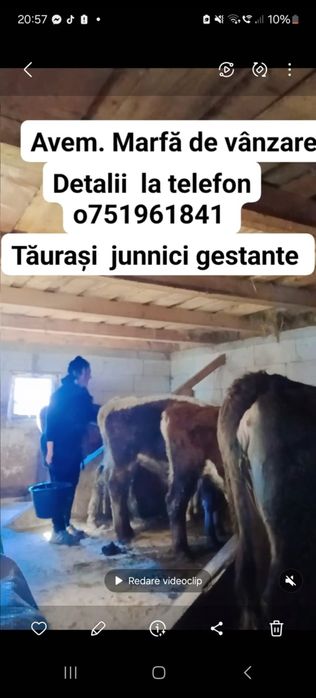 vând vaci și taurasi