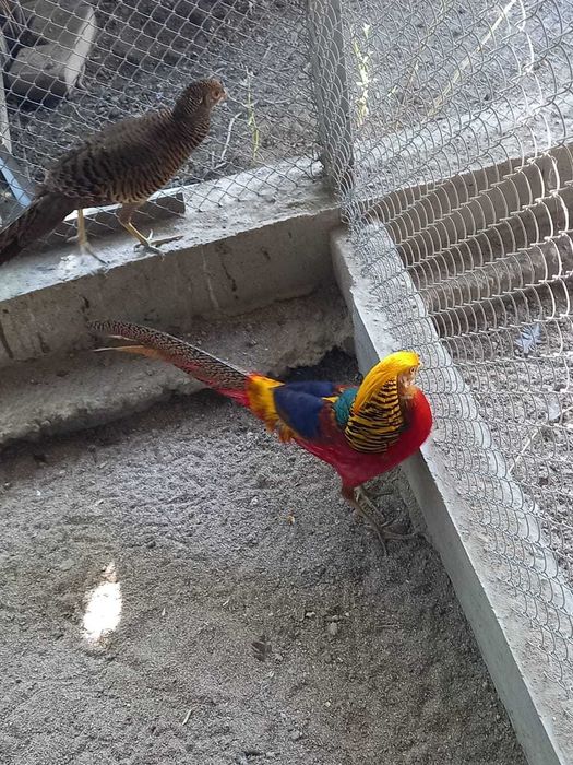 Продаются Золотые фазаны