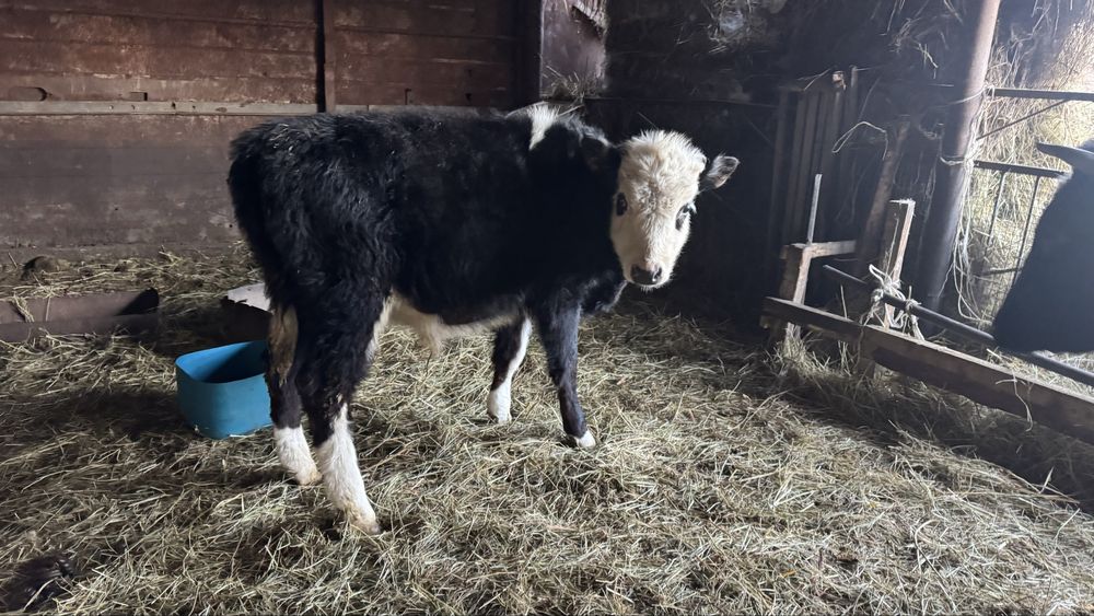 Продаются коровы с телятами