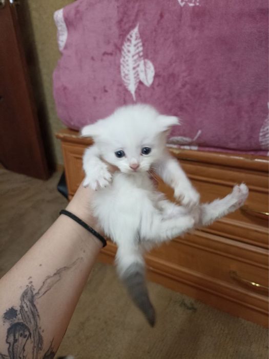 Отдам даром котят