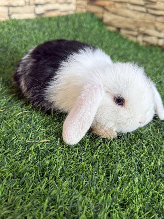 Карликовые Декоративные кролики для подарок