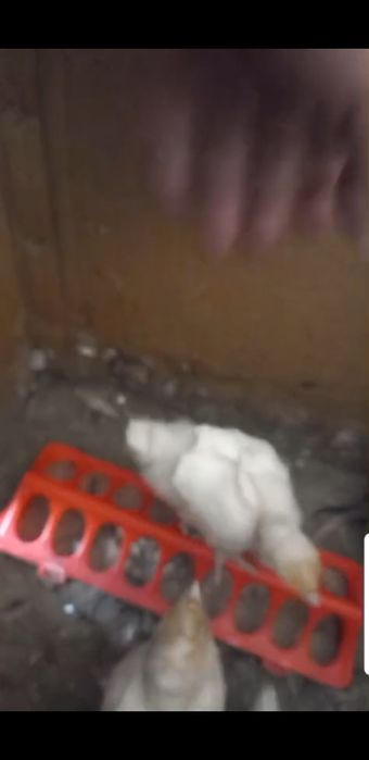 Яйца инкубационные индюшиные бройлеры