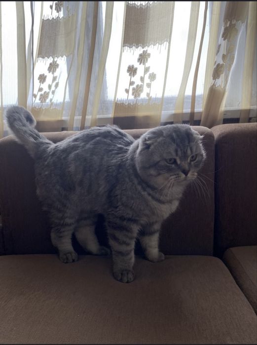 Шотландская вислоухая