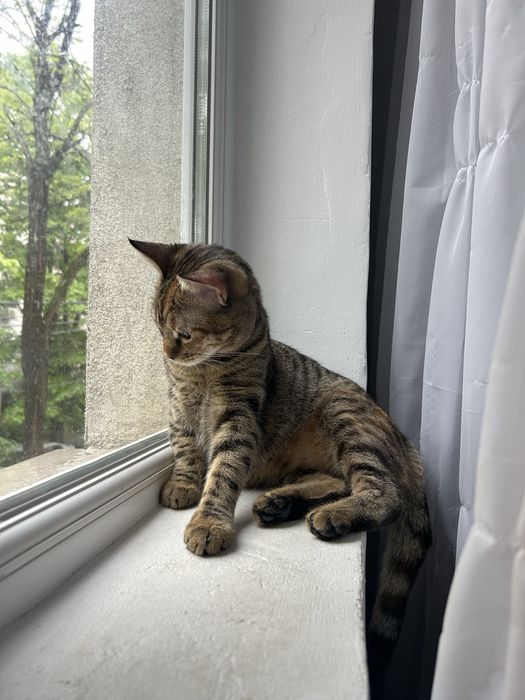 Dau spre adoptie pisici