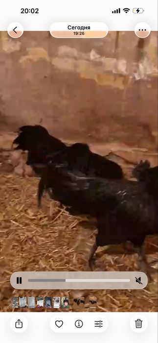 В продаже ухейлюй куры