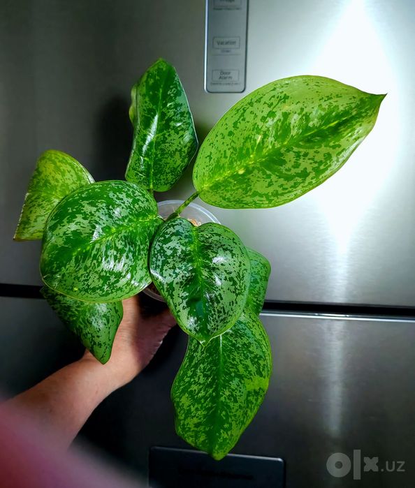 Аглаонема Лемон Минт (Lemon Mint)