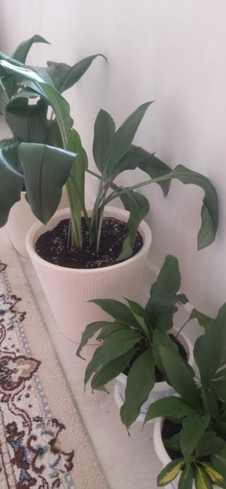 Комнатные цветы готовые