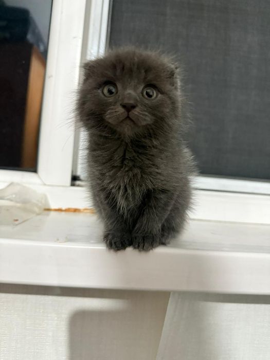 Шотландская вислоухие котята