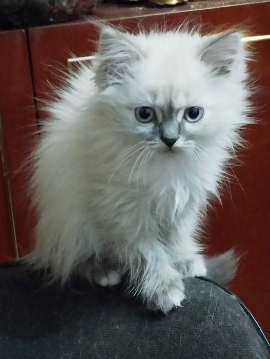 Продам невских маскарадных котят