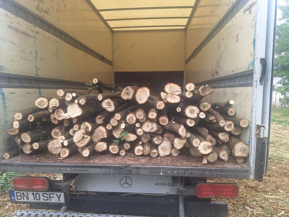 Pari de salcâm de vanzare