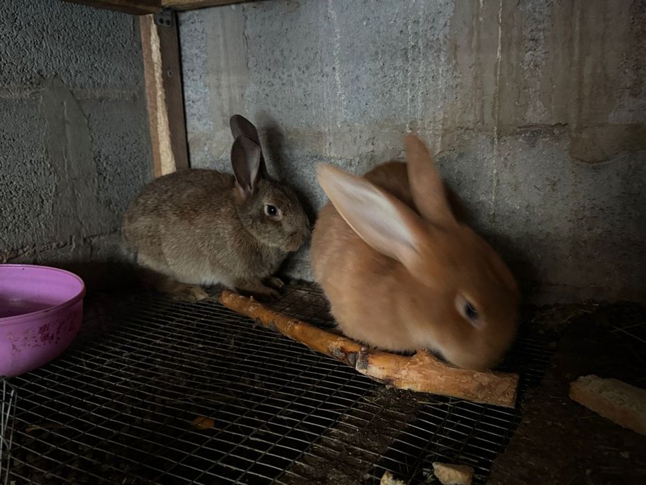 Продам кроликов, кролчат