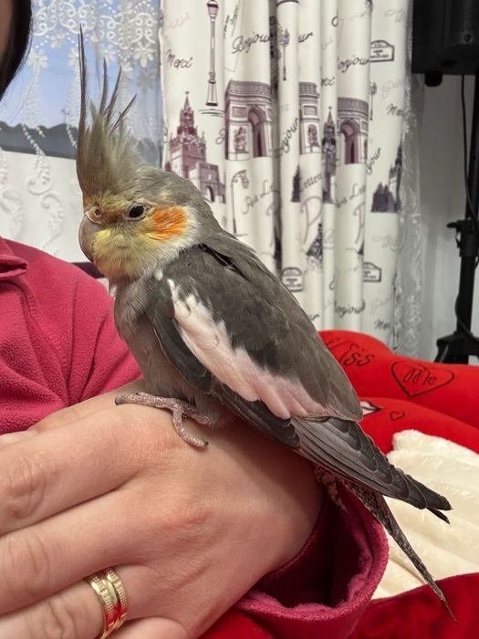 Colivie / cusca + papagal nimfa