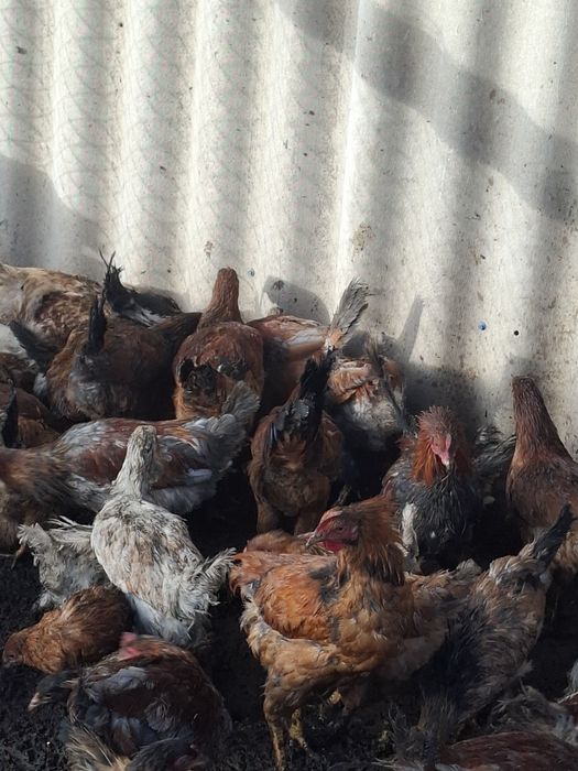 Продам кур домашних ,молодые-НЕСУШКИ