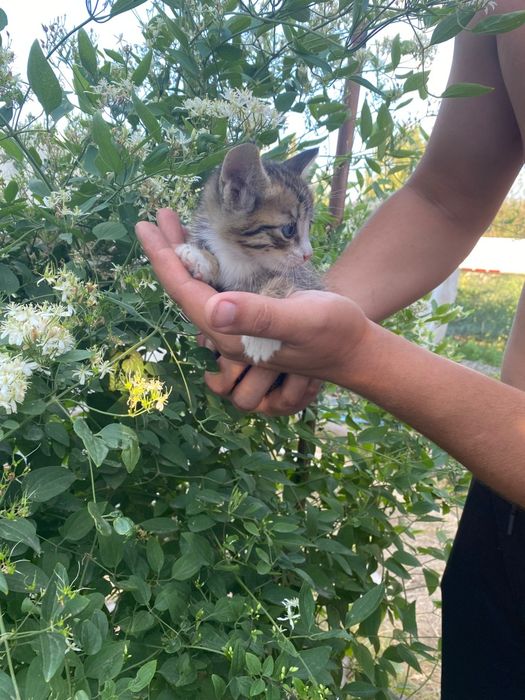Срочно ищут дом!