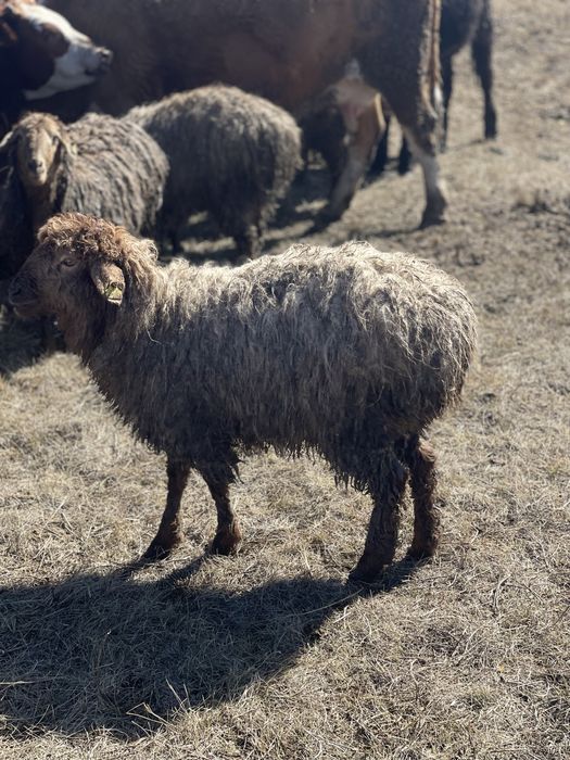 Продаются бараны