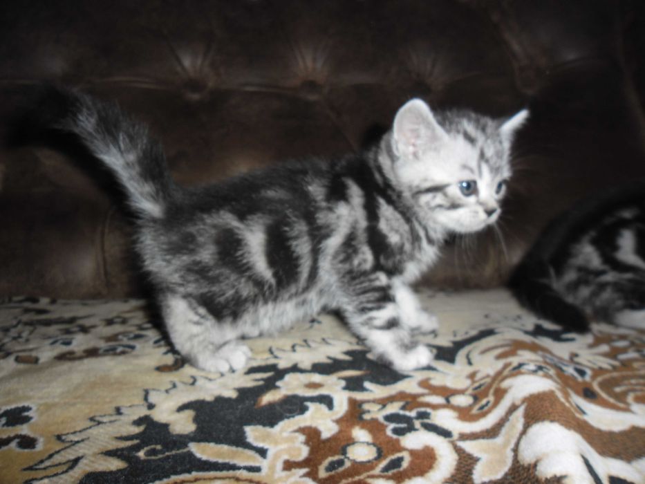 Британские котята.