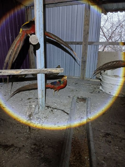 Золотые фазаны.    .