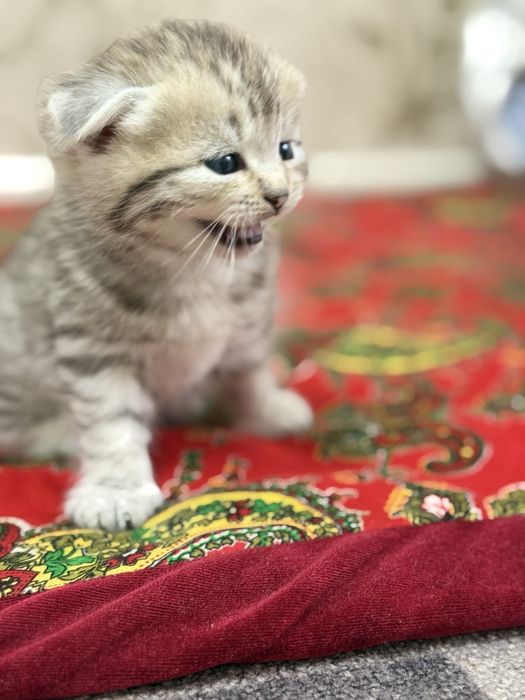 Шотланский котенок 2месяца