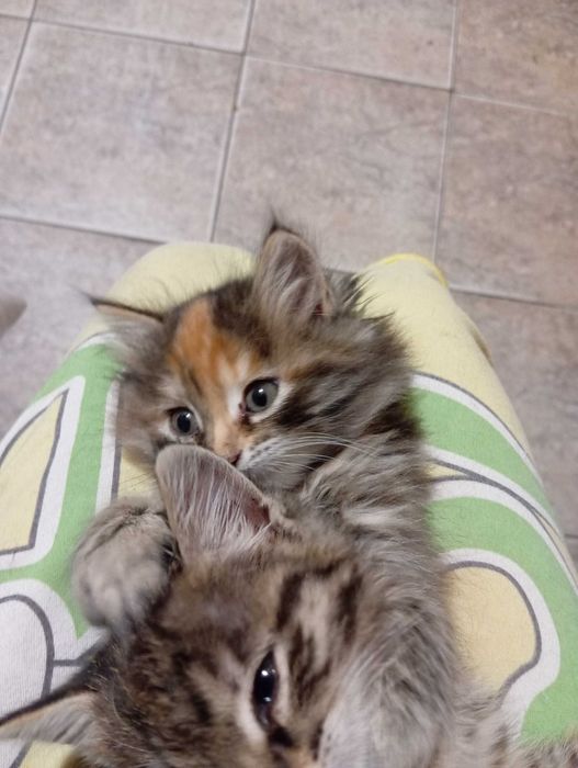 Котята, отдаём в добрые руки
