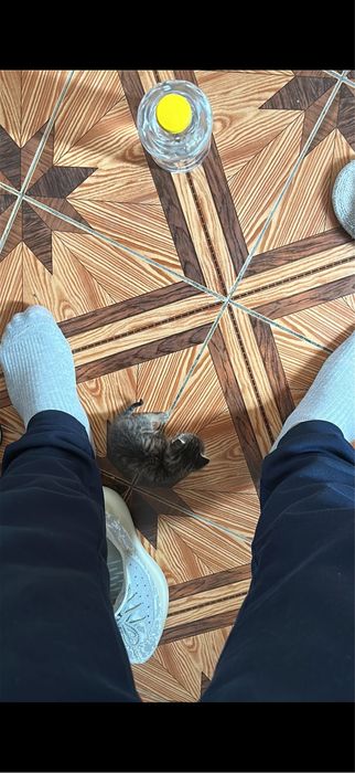 Котенок.