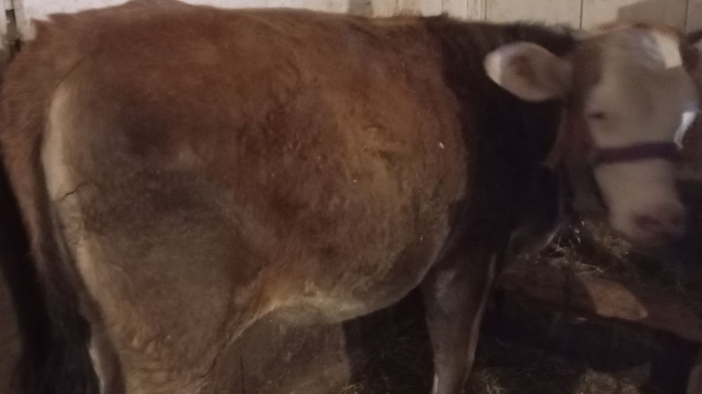 Vand juncă bălțată de 1 an