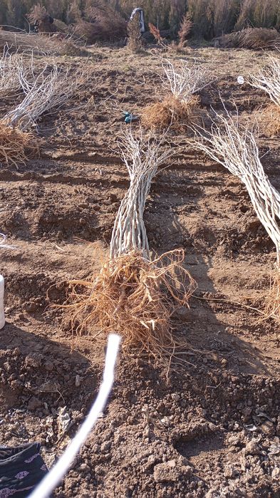 Yapon tut payvand qilingan