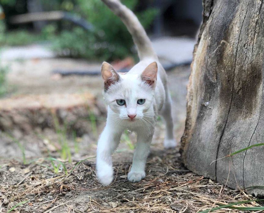 Последнии котята из помета