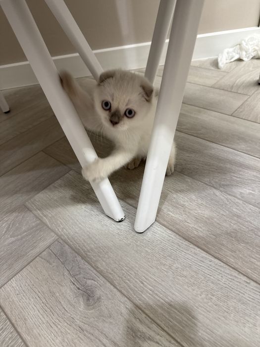 Котенок Шотландская вислоухая девочка.