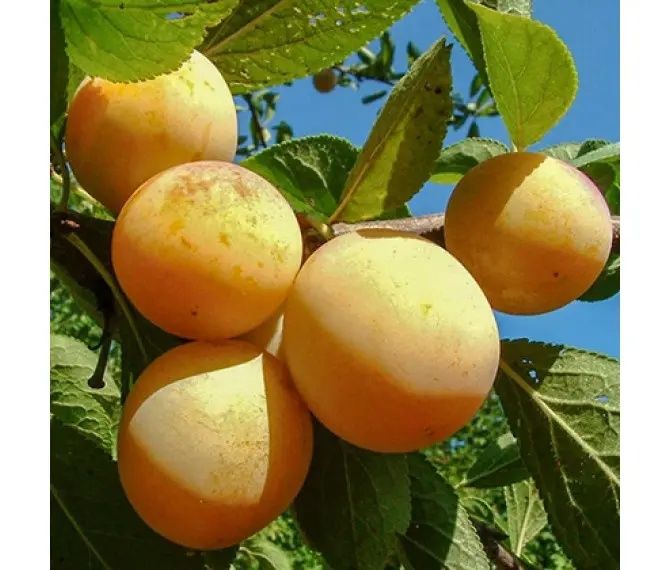 Prun (Soiul White Honey )