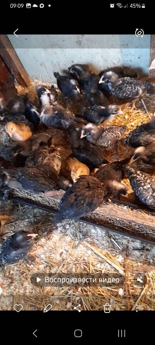Цыплята домашние