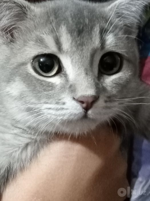 Продаётся кошечка