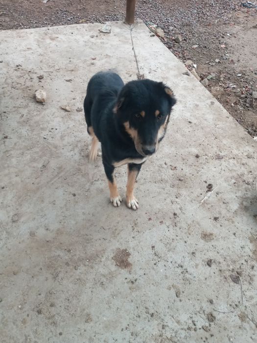 Чупон ит сотилади.