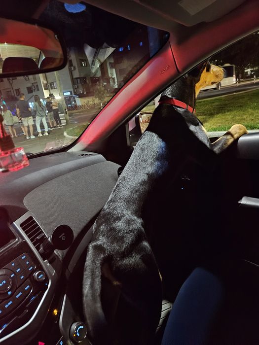 Donez Cățelușă Copoi Ardelenesc -Metiși