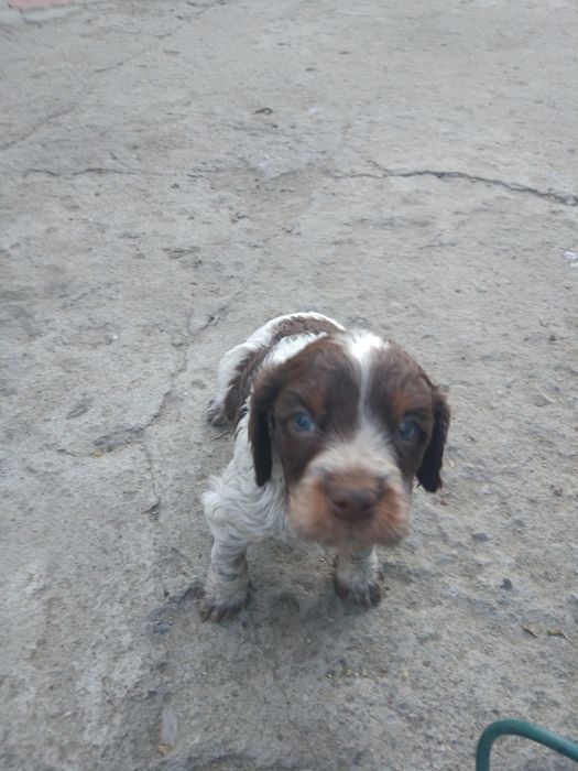 Продам щенков спаниель