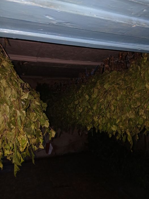 Продам банный берёзовый веник