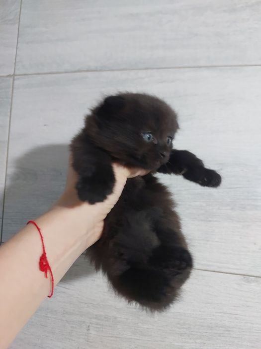 Продаются котята
