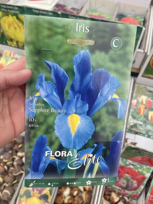 Ирисы сортовые - луковичные