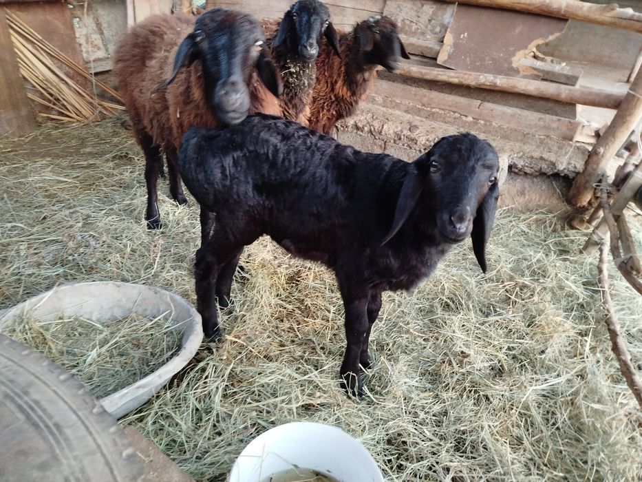 Қозылы қой сатылады