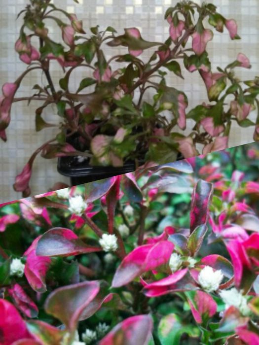 Продам комнатные цветы