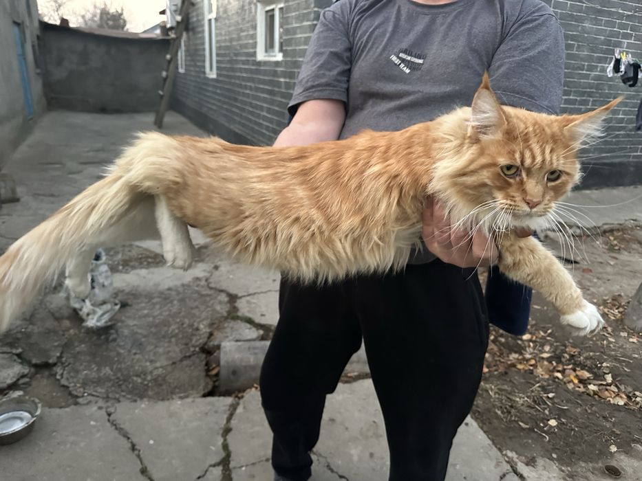 Продается котенок оь мейн куна