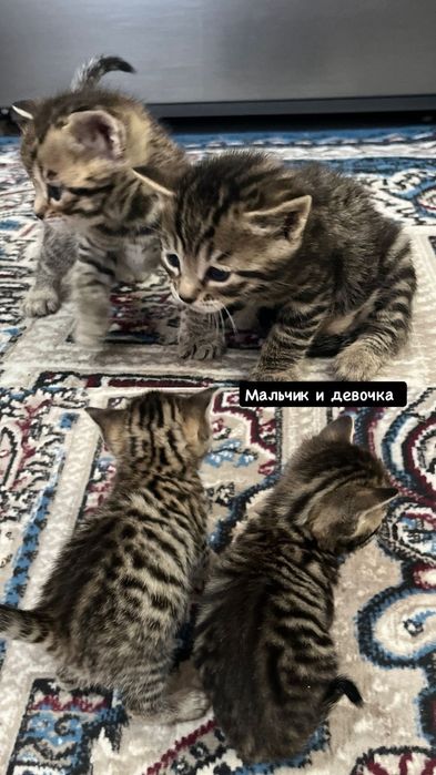 Продам породистых котят