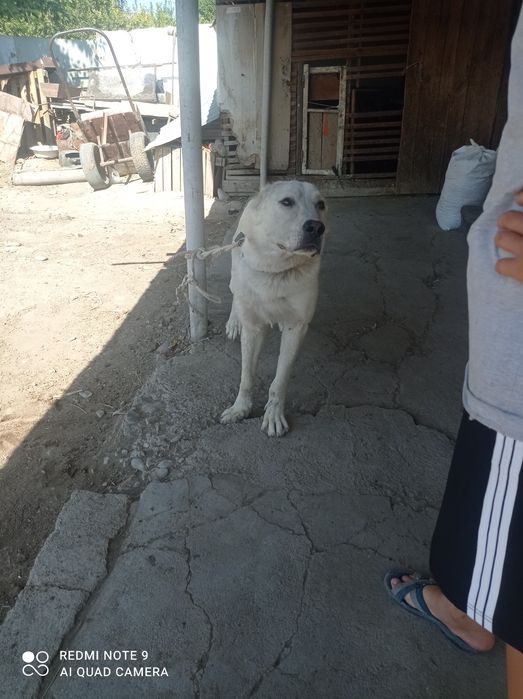 Алабай полтора лет