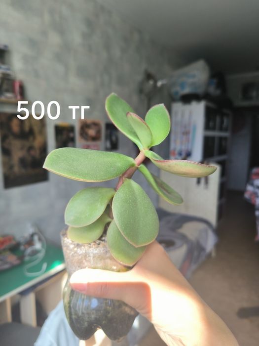 Комнатные растения 500 тг