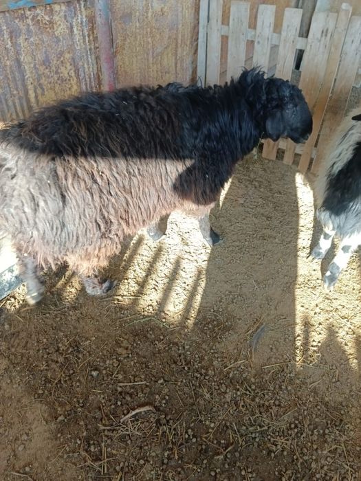 Қошқар сатылады!