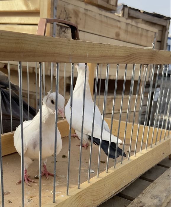 Голуби черно хвостые, сирень…