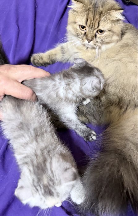 Котята скоттиш  фолд