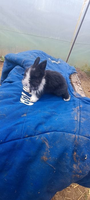 Iepurași Mini pitici Toy cap de leu