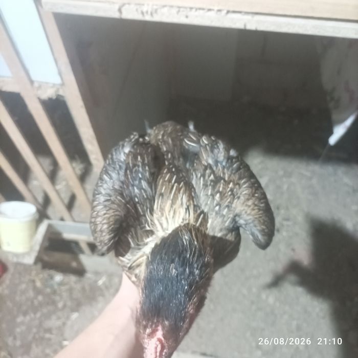 Joʻja tovu bedana par yahshi narsani bolasi